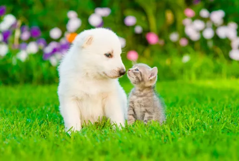 Un cachorro de perro y un gatito juntan sus hocicos en un jardín