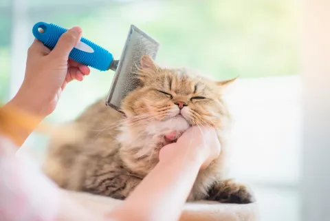 Dueña cepillando el pelo del gato