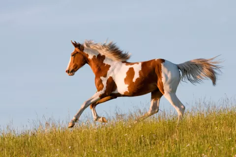 Caballo Pinto