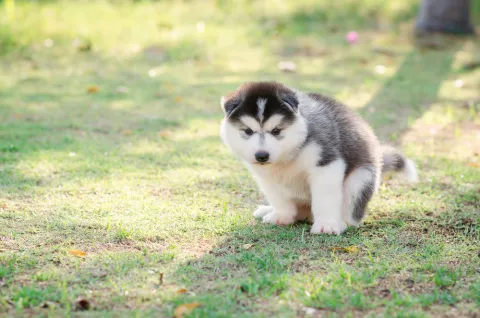 Un cachorrito haciendo sus necesidades al aire libre