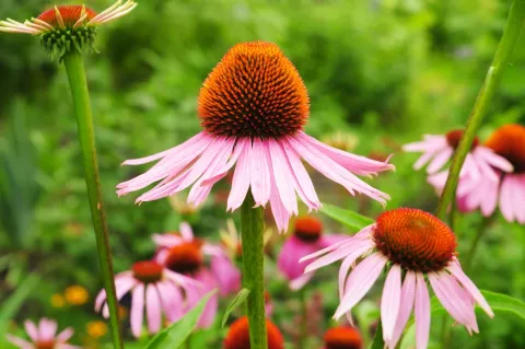 Flor de la equinácea