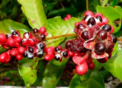 Guaraná