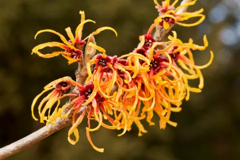 Hamamelis