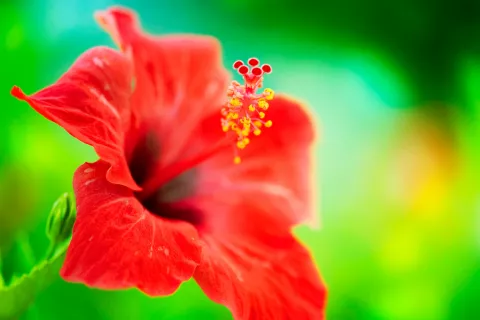 Flor de hibisco