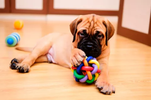 Cachorro jugando