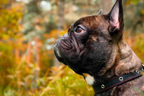 Perro con un mosquito en la cara