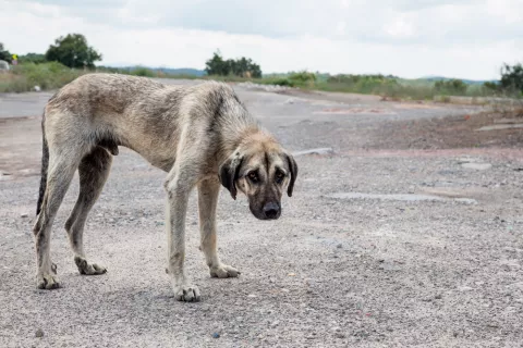 Perro abandonado con signos de desnutrición