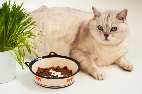 Gato con signos de obesidad felina