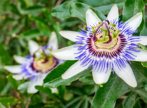 Flor de pasiflora