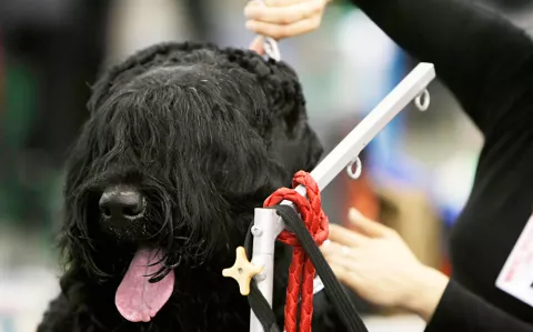 Un peluquero canino atendiendo a un perro