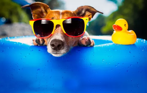 Perro en la playa