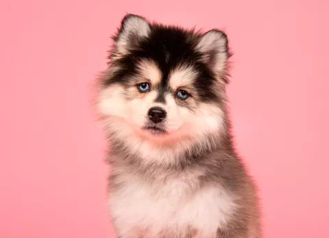 Pomsky