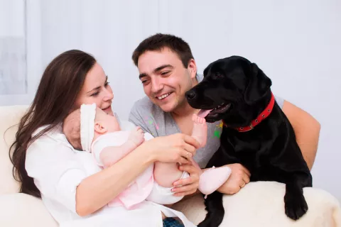 Preparar al perro para la llegada del bebé