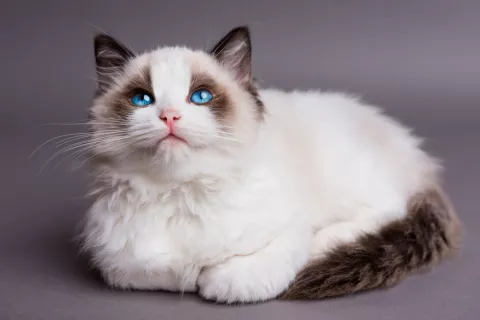 Ragdoll