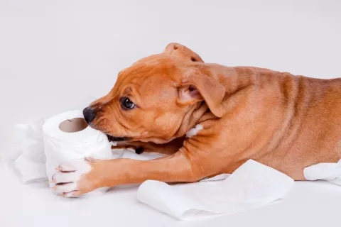 Perro mordiendo un rollo de papel higiénico