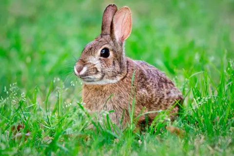 Conejo enfermo con Tularemia