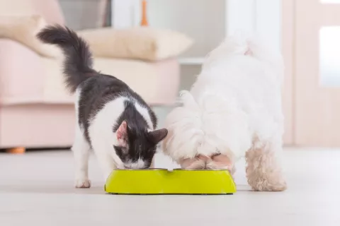 Perro y gato comiendo pienso