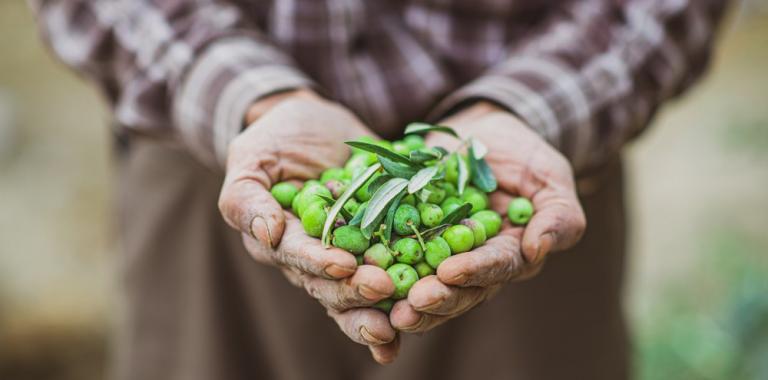 Agricultor muestra un puñado de aceitunas verdes en sus manos