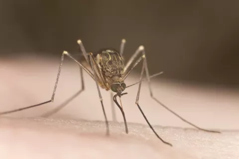 Mosquito transmisor de la malaria