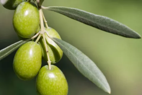 Olivas para hacer aceite contra el cáncer de mama