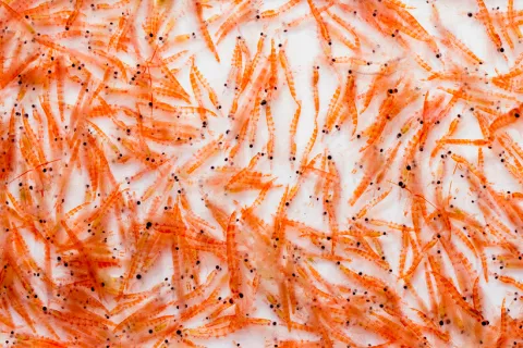 El aceite de krill mejora la salud cardiovascular