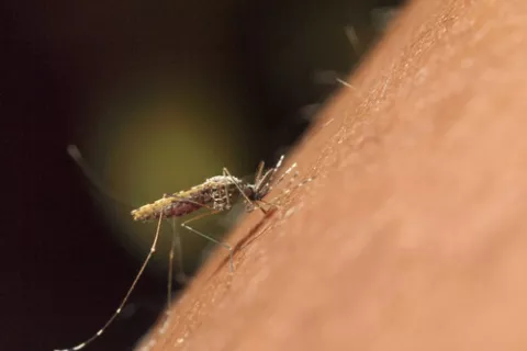 Mosquito picando el brazo de una persona