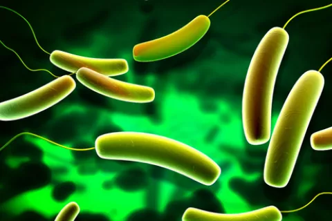 Bacterias intestinales y riesgo de cáncer de mama