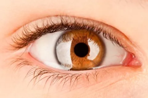 Ojo con retina reconstruida con células madre