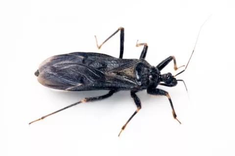 Dos nuevos fármacos para tratar el Chagas