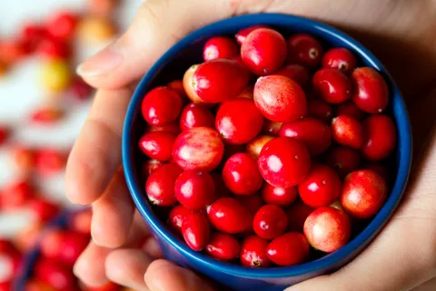 Comer arándanos mejora la salud de los microorganismos intestinales