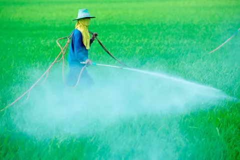 Un hombre fumiga una cosecha