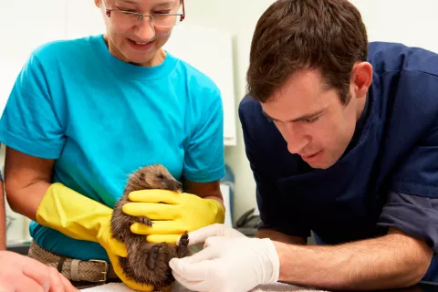 Dos voluntarios examinan a un animal silvestre rescatado