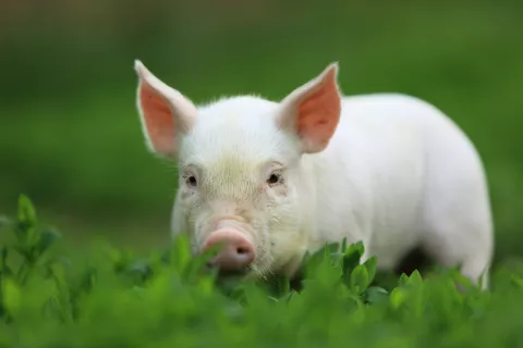 Cerdito en un prado