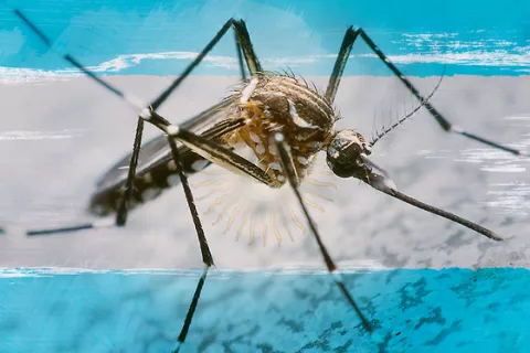 Un brote importante de dengue afecta a Argentina