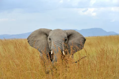 Elfante africano con los colmillos de marfil cortados