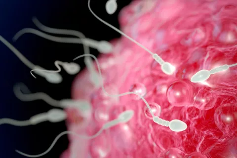 Espermatozoides y concepto de fertilidad