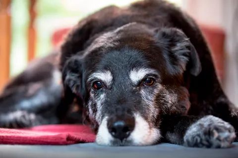 Perro con canas debido al estrés