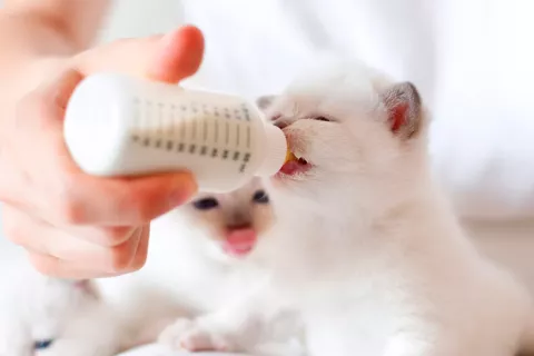 Gato alimentado con un biberón