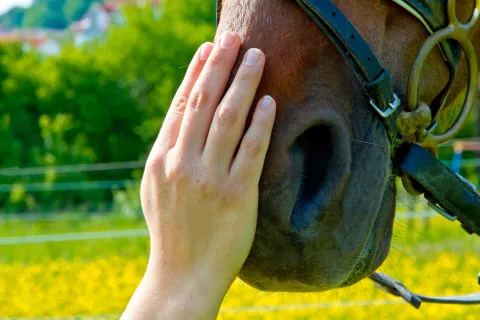 Una persona acaricia el morro de un caballo