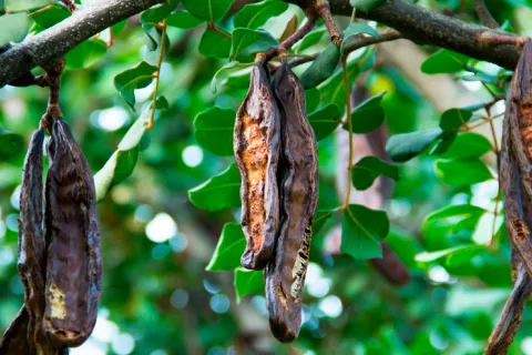 Hojas de algarrobo