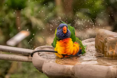 Baño del loro