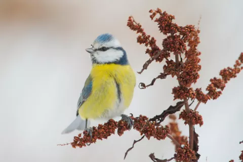 La malaria aviar es una afección que en la actualidad sigue afectando de forma directa a una gran cantidad de aves en el continente europeo, siendo mortal para aquellas que no han evolucionado para combatirla