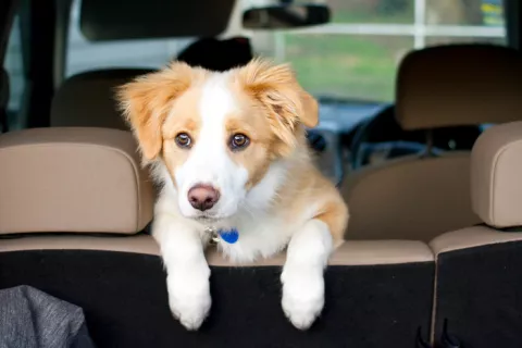 Mascota suelta en el coche