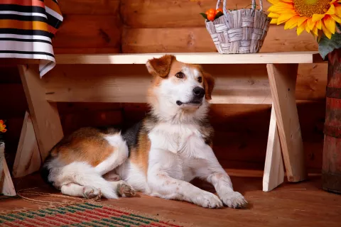 Un perro en el interior de una casa rural