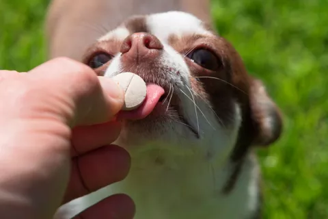 Hombre dando una pastilla a un perro para tratar la leismaniasis