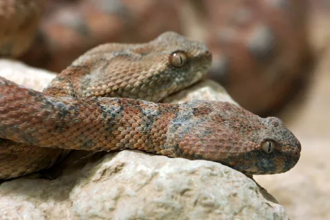 Mordeduras de serpientes africanas