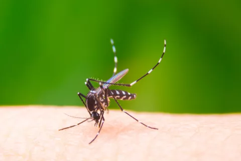 Mosquito causante del virus chikungunya