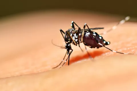 Mosquito transmisor del dengue