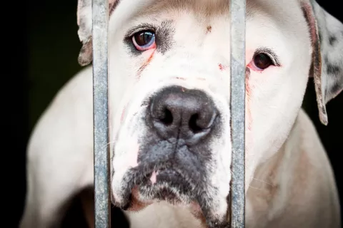 Perro con expresión triste tras unos barrotes