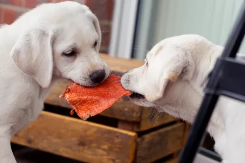 Cachorros compartiendo comida